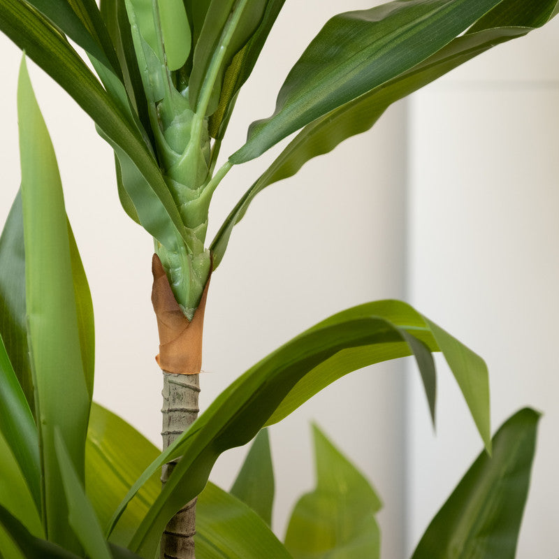 90cm Real Touch Draceana Tree